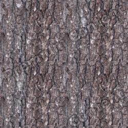 Seamless Tree Bark